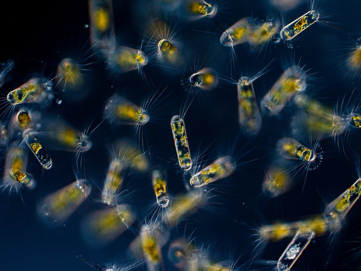 Plankton photographed under a microscope, glowing against dark water