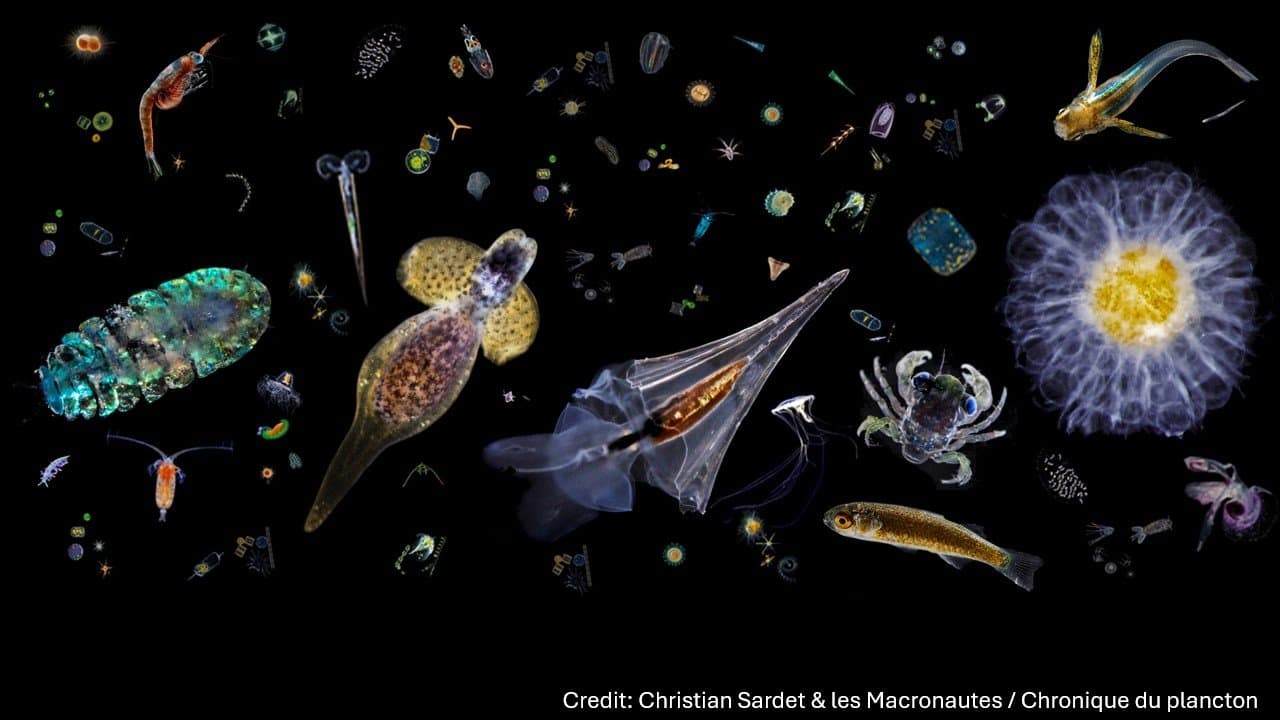 A composite of plankton and other small ocean organisms against a black background