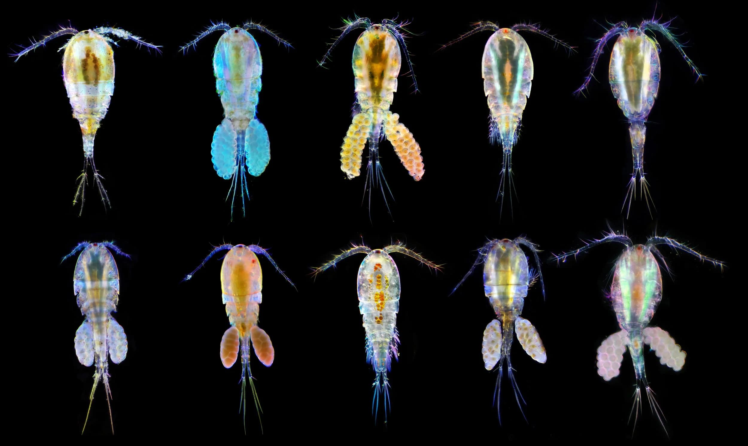 Copepods, a class of crustaceans, are often used as biodiversity indicators. Over 10,000 species of copepod can be found in the world's oceans.