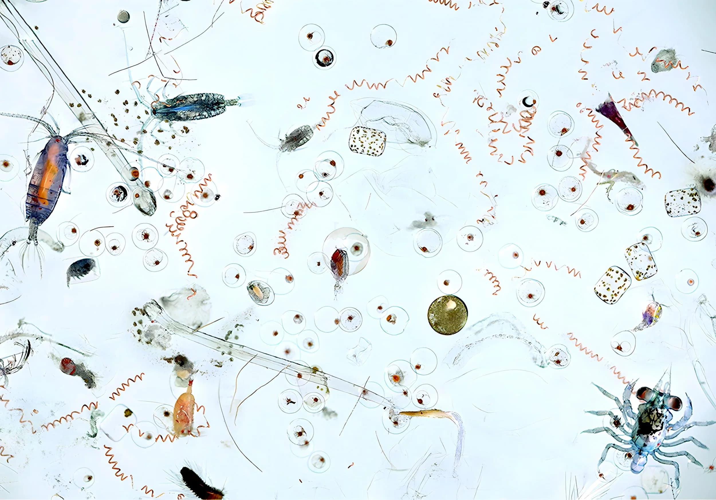 Plankton photographed under a microscope against a bright field